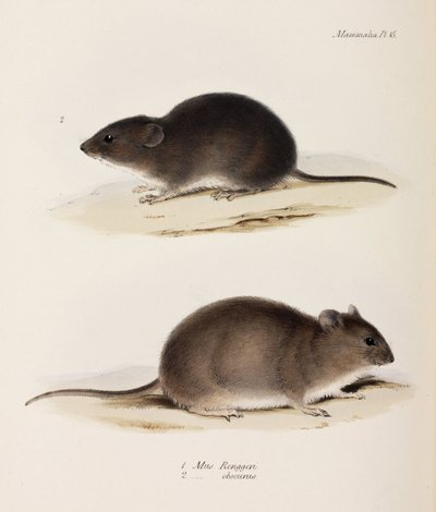 दो प्रकार के माउस, c 1832-1836 द्वारा रिचर्ड (बाद में) डड्डो