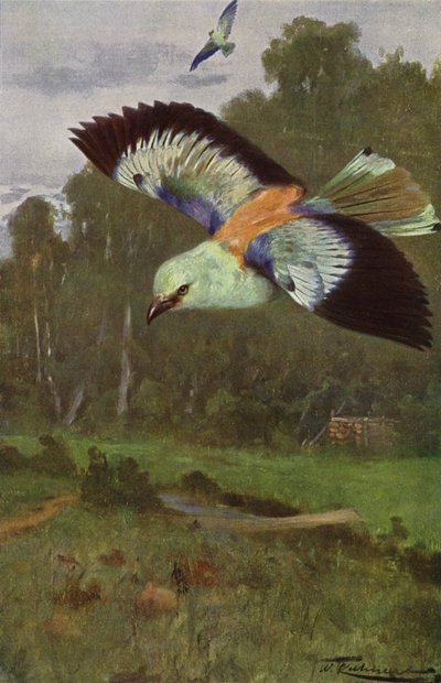 ब्लू रोलर द्वारा after Wilhelm Kuhnert