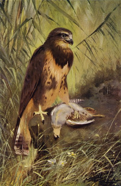 Buzzard द्वारा after Wilhelm Kuhnert