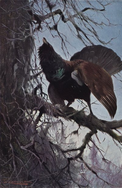 Capercaillie द्वारा after Wilhelm Kuhnert