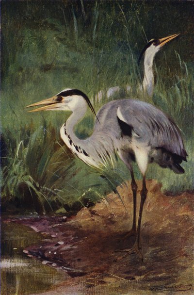 बगला द्वारा after Wilhelm Kuhnert