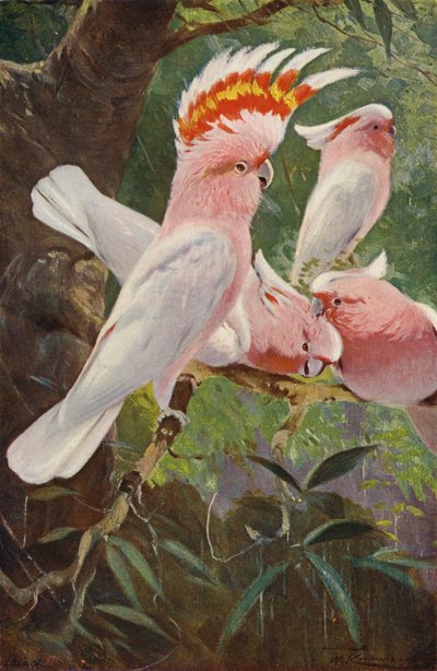 लीडबैटर्स कॉकटू द्वारा after Wilhelm Kuhnert