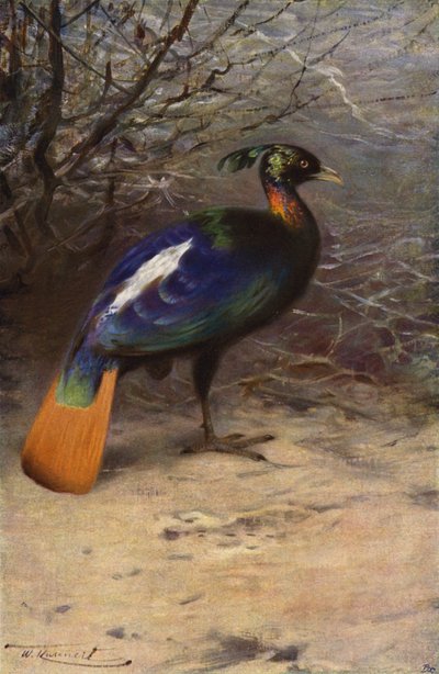 मोनल द्वारा after Wilhelm Kuhnert