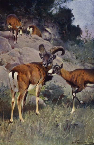 mouflon द्वारा विल्हेम कुह्नर्ट के बाद