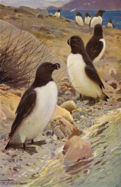 Razorbill द्वारा विल्हेम कुह्नर्ट के बाद