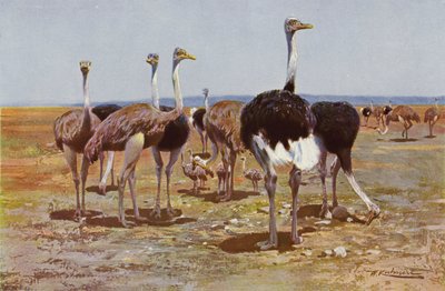 सोमाली शुतुरमुर्ग द्वारा after Wilhelm Kuhnert