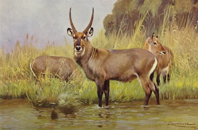 Waterbuck द्वारा विल्हेम कुह्नर्ट के बाद