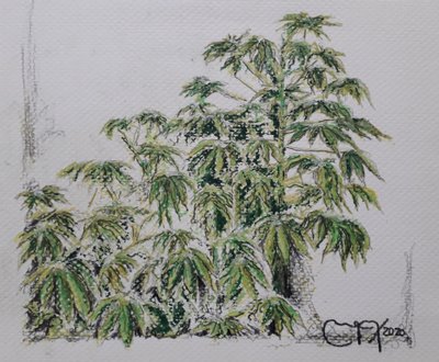 युक्का संयंत्र द्वारा miguelmendez_art.ve