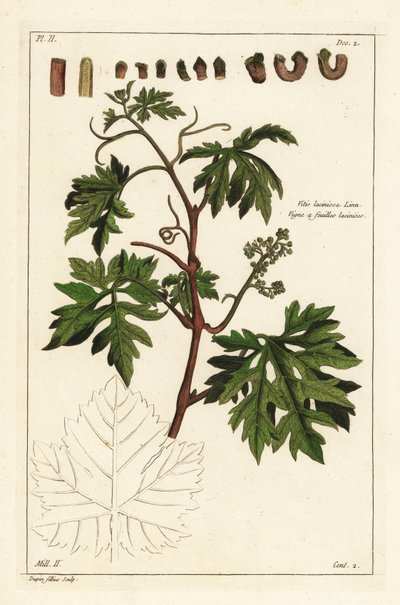 अंगूर की बेल पर पत्तियाँ और नवोदित अंगूर, Vitis vinifera द्वारा छोटी डुपिन