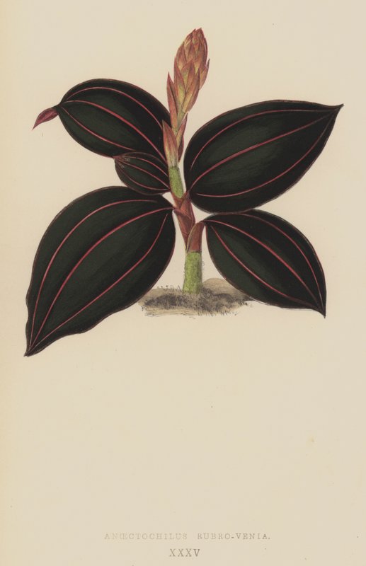 Anoectochilus Rubro-Venia द्वारा अंग्रेजी स्कूल