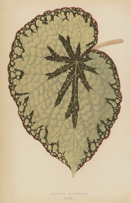 Begonia Marshallii  द्वारा अंग्रेजी स्कूल