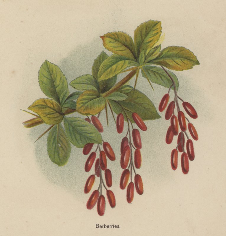 Berberries द्वारा अंग्रेजी स्कूल