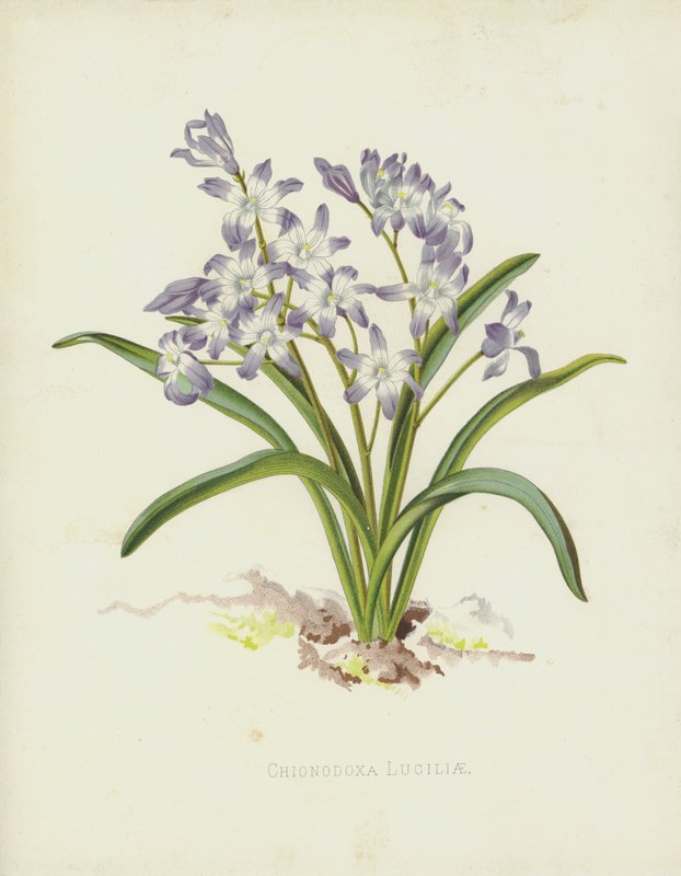 Chionodoxa Luciliae द्वारा अंग्रेजी स्कूल