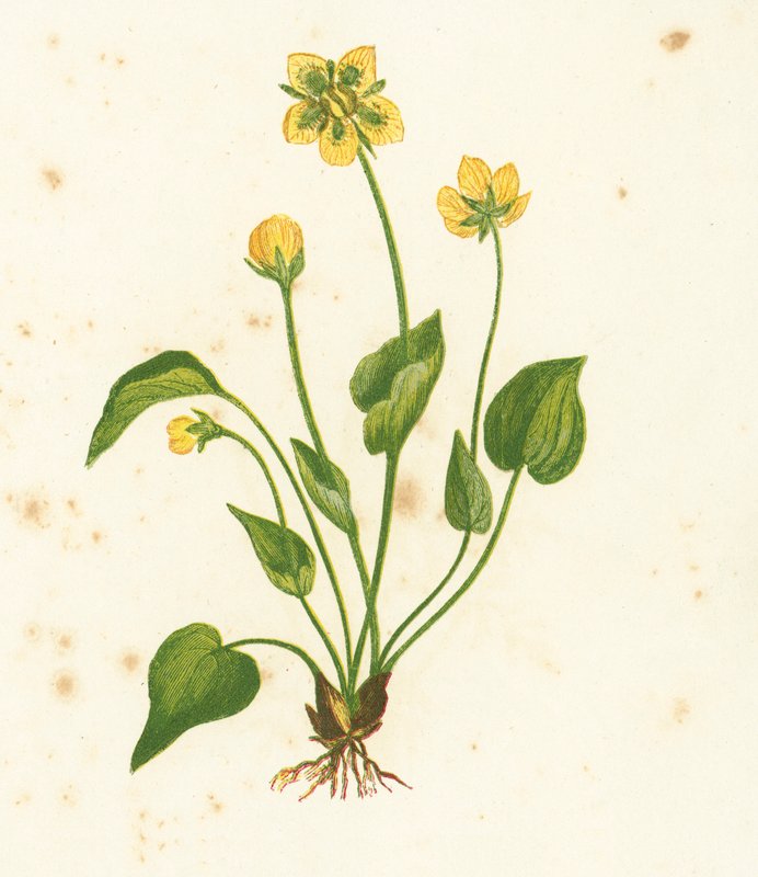 Parnassus का सामान्य घास, Parnassia Palustris द्वारा अंग्रेजी स्कूल