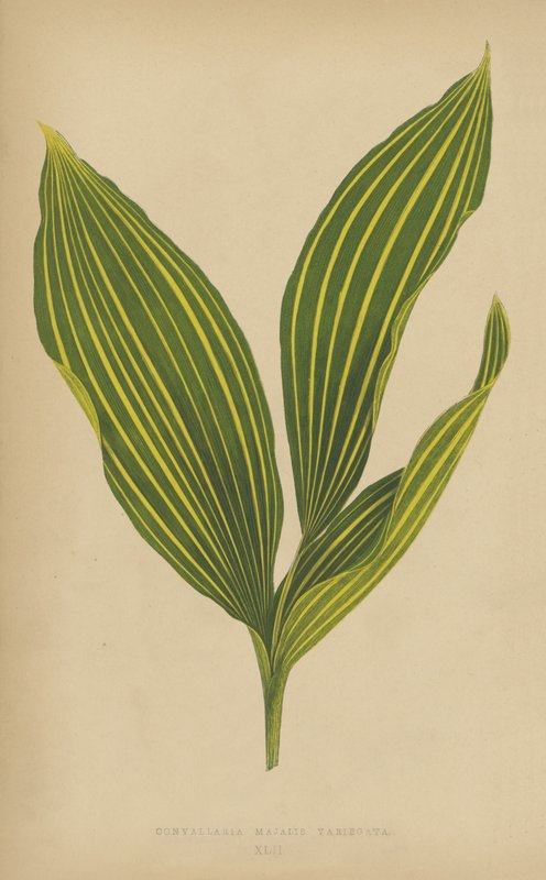 Convallaria Majalis Variegata  द्वारा अंग्रेजी स्कूल