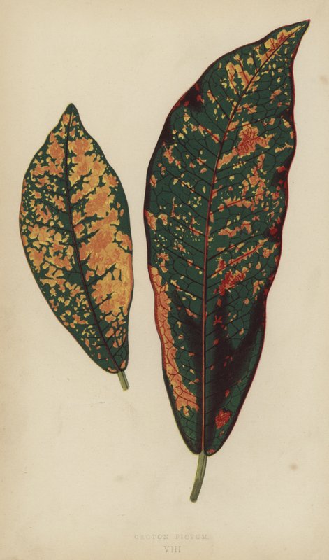 Croton Pictum द्वारा अंग्रेजी स्कूल