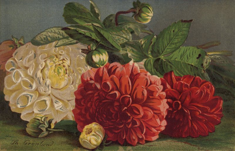 dahlias द्वारा अंग्रेजी स्कूल