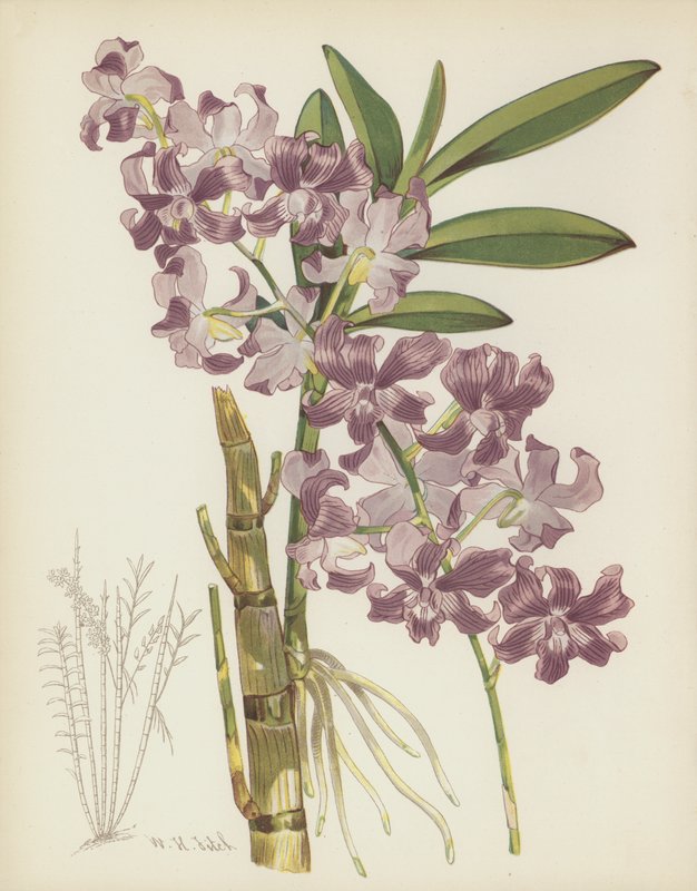 Cymbidium Superbiens द्वारा अंग्रेजी स्कूल