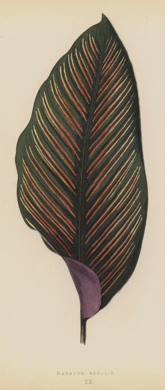 रॉयल Maranta द्वारा अंग्रेजी स्कूल