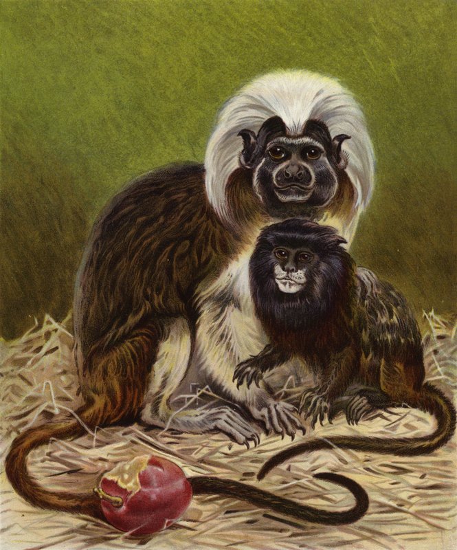 Marmoset और Black Tamarin पर क्लिक करें द्वारा अंग्रेजी स्कूल