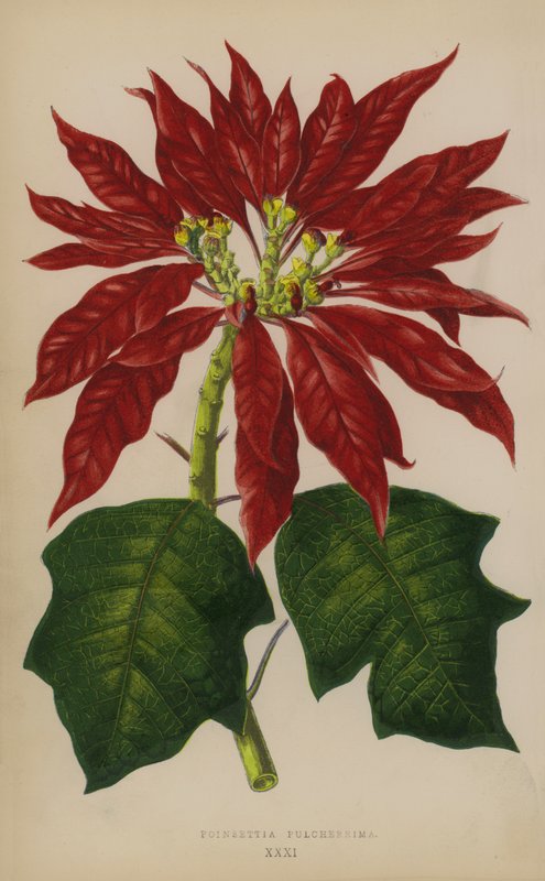 सबसे सुंदर poinsettia द्वारा अंग्रेजी स्कूल