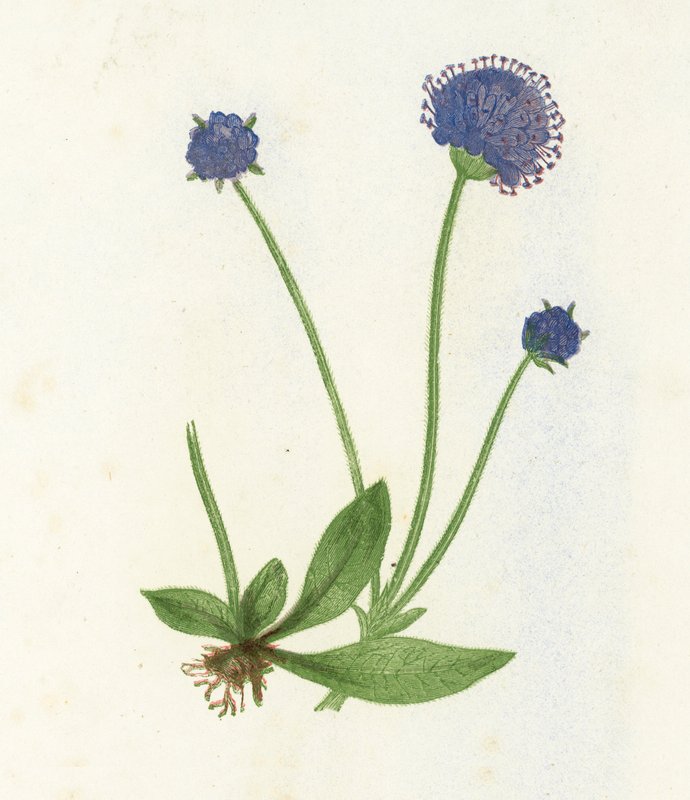 Premorse scabious, Scabiosa succisa द्वारा अंग्रेजी स्कूल