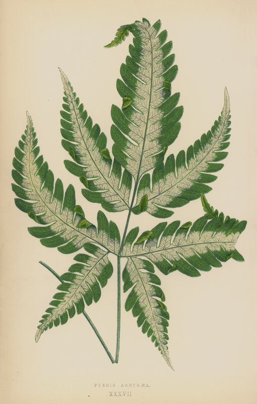 Pteris Argyraea द्वारा अंग्रेजी स्कूल