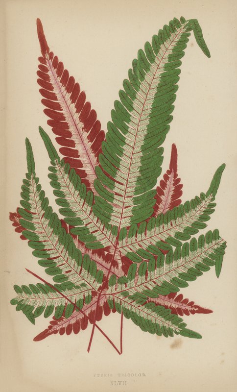 Pteris तिरंगा द्वारा अंग्रेजी स्कूल