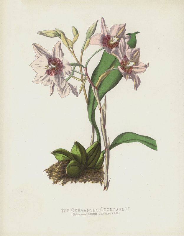 गर्भाशय ग्रीवा Odontoglot, Odontoglossum Cervantesii द्वारा अंग्रेजी स्कूल