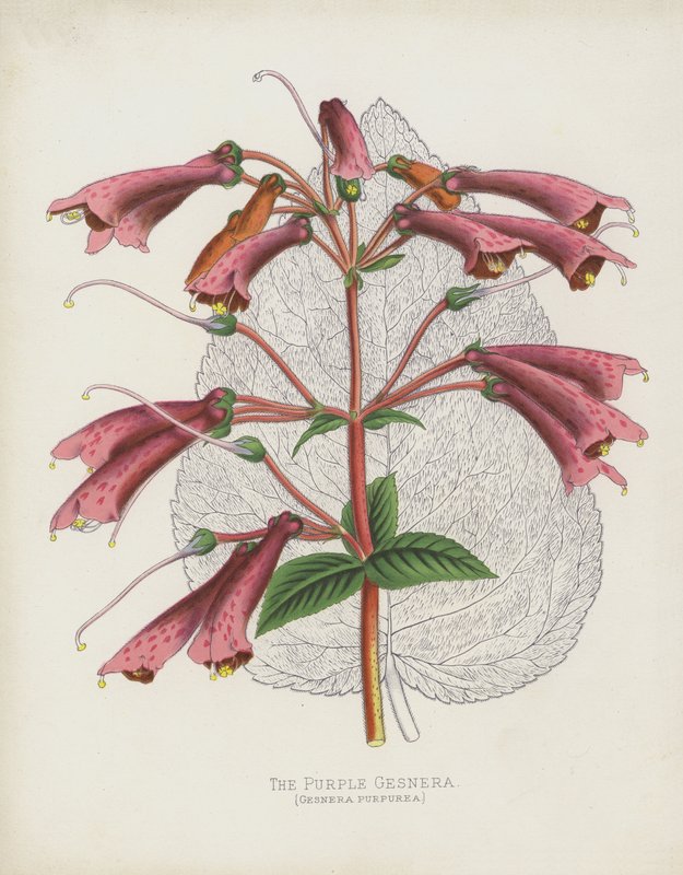 बैंगनी Gesnera, Gesnera Purpurea द्वारा अंग्रेजी स्कूल