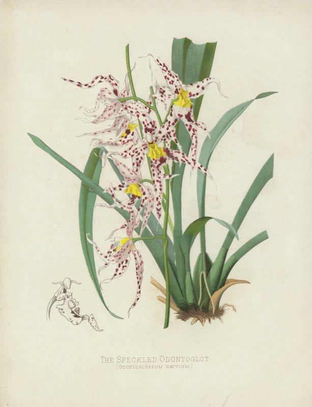 धब्बेदार Odontoglot, Oncidium Naevium द्वारा अंग्रेजी स्कूल