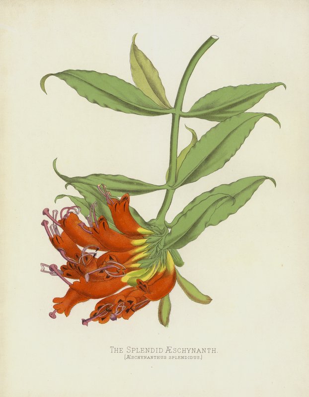 शानदार AESCHYNANTHUS, AESCHYNANTHUS शानदार द्वारा अंग्रेजी स्कूल