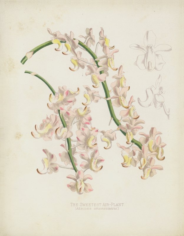 मधुर एयर संयंत्र, Cattleya गंध द्वारा अंग्रेजी स्कूल