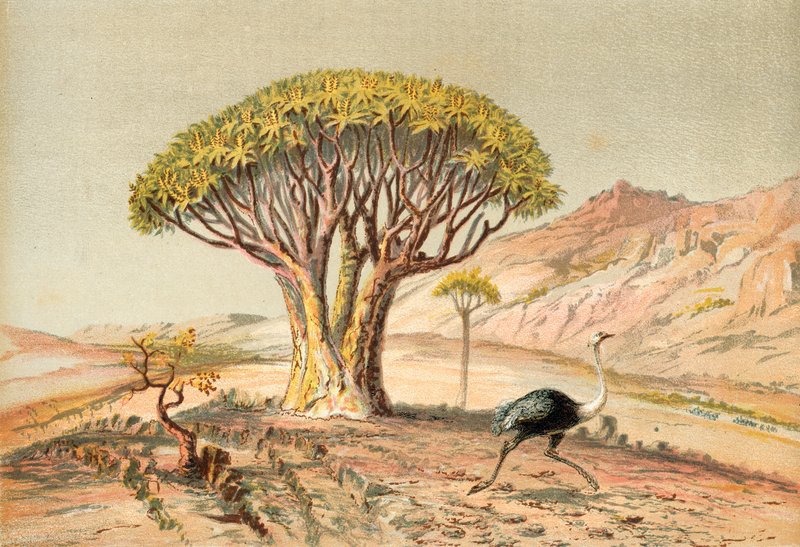 महान पेड़: डमरालैंड, दक्षिण पश्चिम अफ्रीका के मुसब्बर द्वारा अंग्रेजी स्कूल