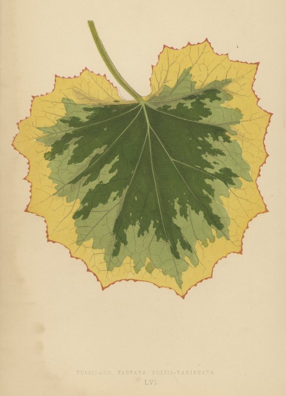 गोल्ड लीफ tussilago Farfara द्वारा अंग्रेजी स्कूल