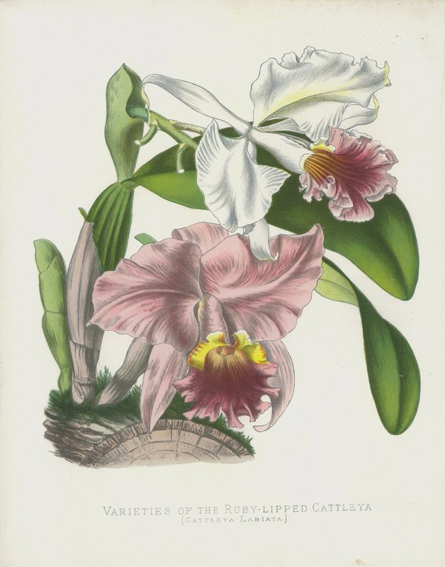 Ruby-Lipped Cattleya, Cattleya Labiata की विविधताएँ द्वारा अंग्रेजी स्कूल