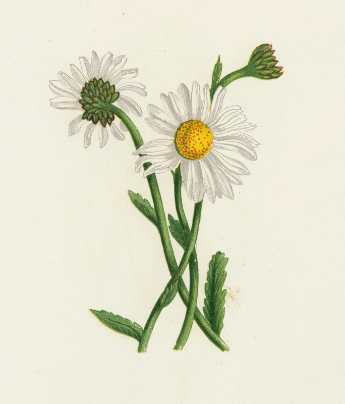 श्वेत ऑक्स-आई, गुलदाउदी Leucanthemum द्वारा अंग्रेजी स्कूल