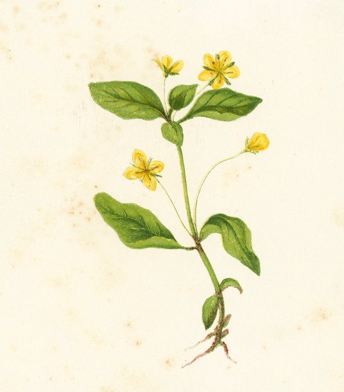 लकड़ी भ्रष्टाचार करना, Lysimachia nemorum द्वारा अंग्रेजी स्कूल