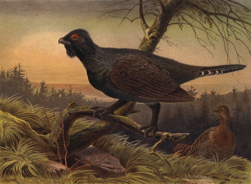 Auerhuhn द्वारा यूरोपीय स्कूल