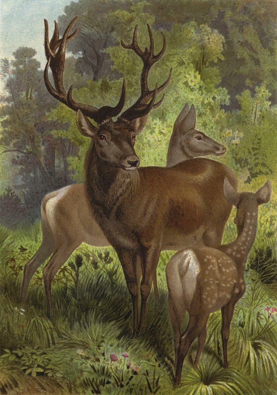 Edelhirsch द्वारा यूरोपीय स्कूल