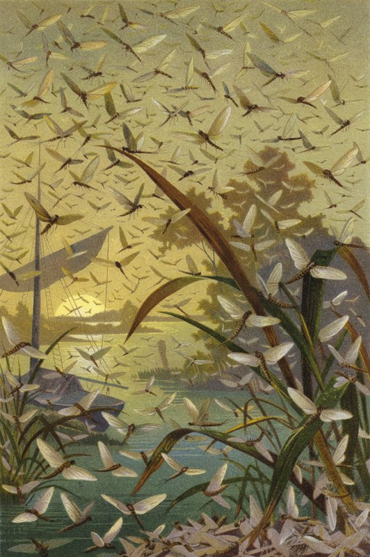 mayfly द्वारा यूरोपीय स्कूल