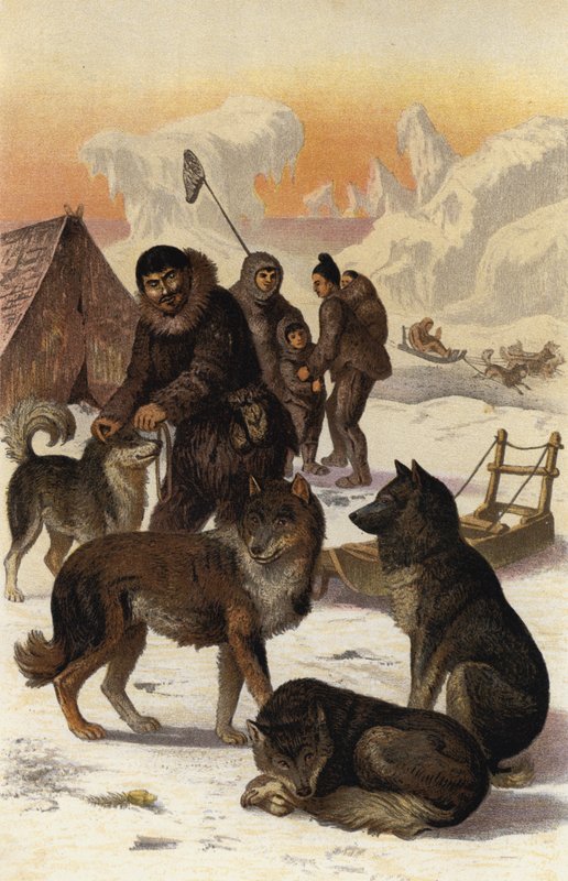 Eskimohund द्वारा यूरोपीय स्कूल