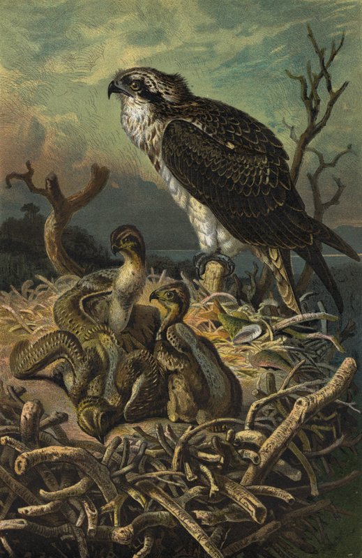 Osprey द्वारा यूरोपीय स्कूल