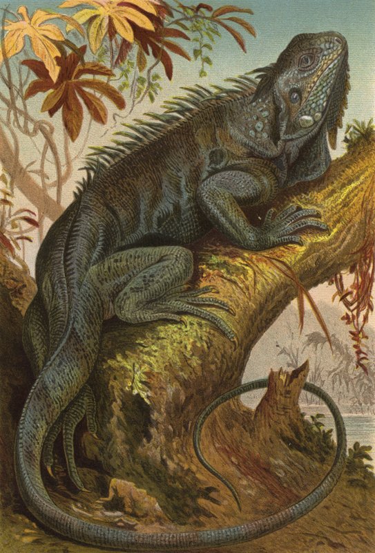 Leguan द्वारा यूरोपीय स्कूल