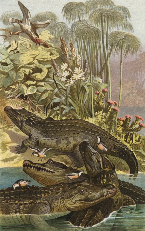 Nilkrokodil द्वारा यूरोपीय स्कूल