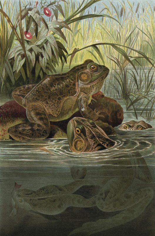 bullfrog द्वारा यूरोपीय स्कूल