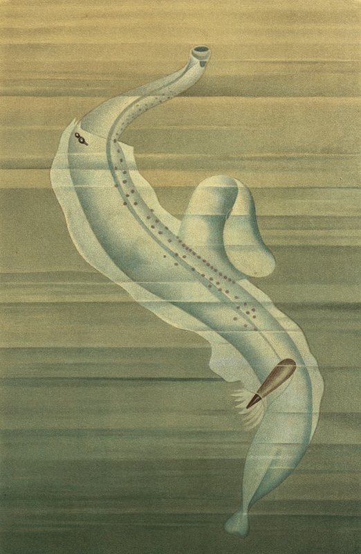 Pterotrachea द्वारा यूरोपीय स्कूल