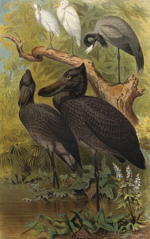 shoebill द्वारा यूरोपीय स्कूल