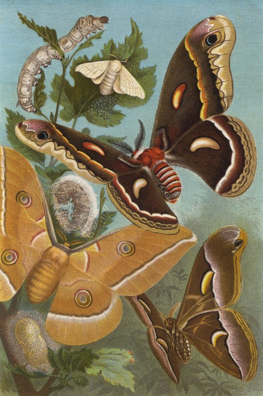 silkmoth द्वारा यूरोपीय स्कूल