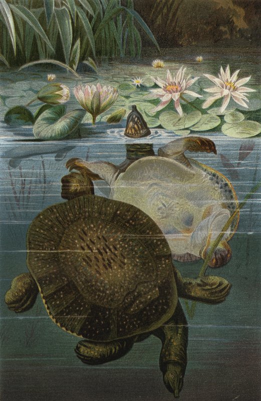Weichschildkrote द्वारा यूरोपीय स्कूल